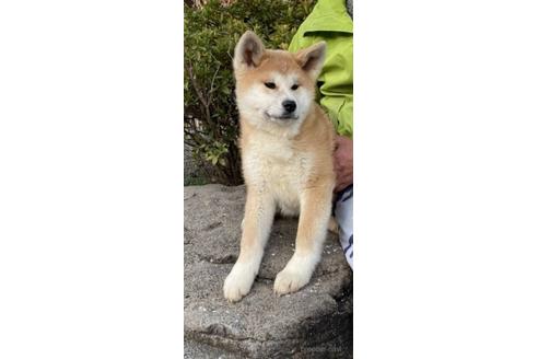 秋田犬の子犬を探す ブリーダーナビ