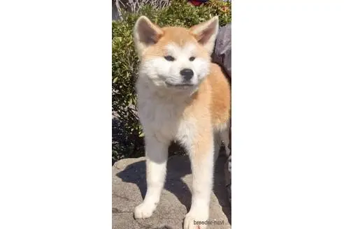 群馬県の秋田犬 男の子 21 11 05生まれ 赤毛の綺麗な男の子です 子犬id ブリーダーナビ