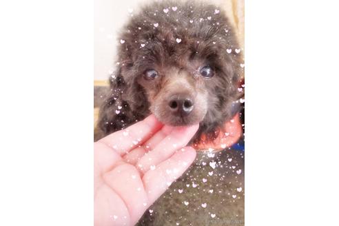 販売中のトイプードルの親犬