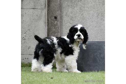 群馬県のアメリカンコッカースパニエル 男の子 22 01 03生まれ イケメンくん 子犬id ブリーダーナビ