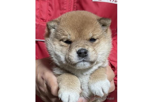 千葉県の豆柴｜男の子・赤色(親犬ID：3410)