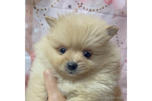 群馬県のポメラニアン 女の子 22 02 08生まれ 美人さんです 子犬id ブリーダーナビ