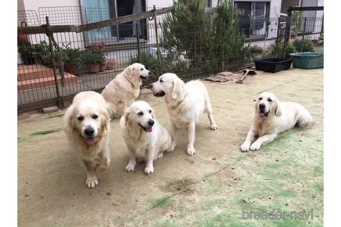 小西昌枝ブリーダーの詳細の1枚目