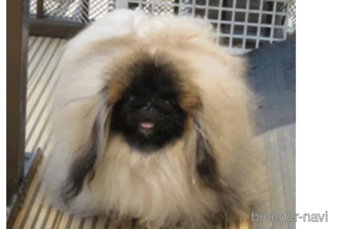 販売中のペキニーズの親犬