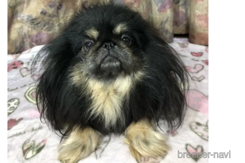 販売中のペキニーズの親犬