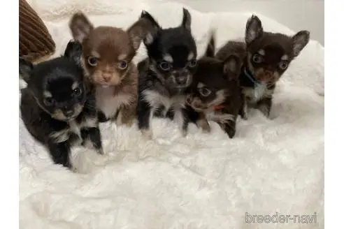 山梨県のチワワ ロングコート 男の子 22 03 03生まれ ブラック系 子犬id ブリーダーナビ