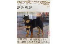 父親犬