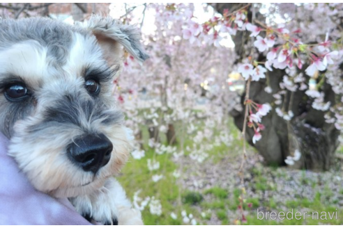 販売中のミニチュアシュナウザーの親犬