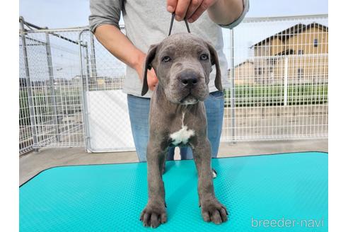 愛知県のその他の犬種 女の子 22 02 08生まれ ブルー 子犬id 1750 ブリーダーナビ