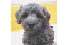 ♀︎マルプー:マルチーズ×トイプードル