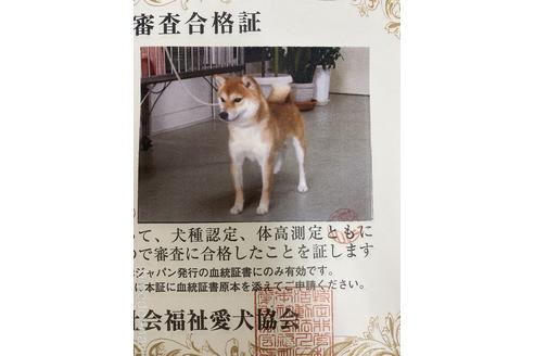 販売中の豆柴の親犬