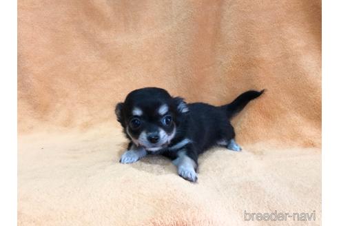 兵庫県のチワワ ロングコート 女の子 22 02 13生まれ ブラック系 子犬id ブリーダーナビ