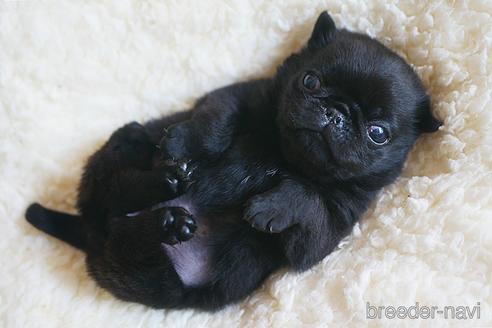 鹿児島県のパグ 女の子 22 03 15生まれ むっちむちボディ 子犬id ブリーダーナビ