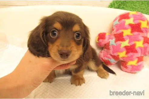 成約済の大阪府のミニチュアダックスフンド(ロングヘアード)-175556の2枚目