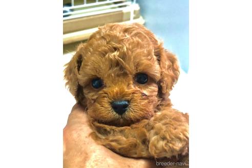 静岡県のトイプードル 男の子 22 03 04生まれ 4月末までの募集 めちゃ可愛い男の子 子犬id ブリーダーナビ