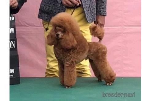 販売中のトイプードルの親犬