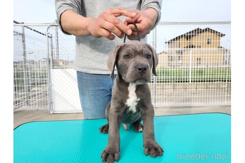 愛知県のその他の犬種 男の子 22 02 08生まれ ブルー 子犬id ブリーダーナビ