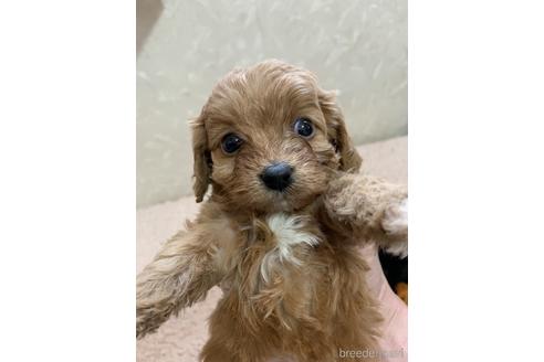 茨城県のミックス キャバプー キャバリア トイプードル 女の子 22 03 04生まれ キャバプー 女の子ピンク 子犬id ブリーダーナビ