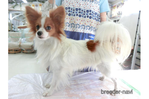 販売中のパピヨンの親犬