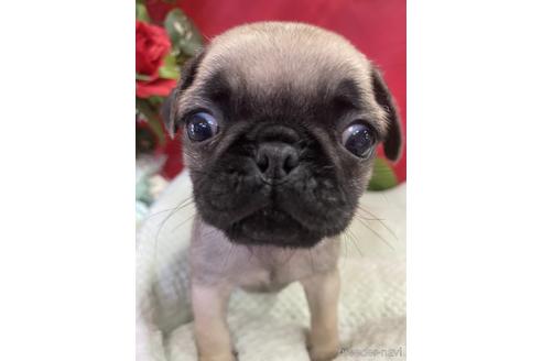 愛知県のパグ 男の子 22 03 10生まれ フォーン 子犬id ブリーダーナビ