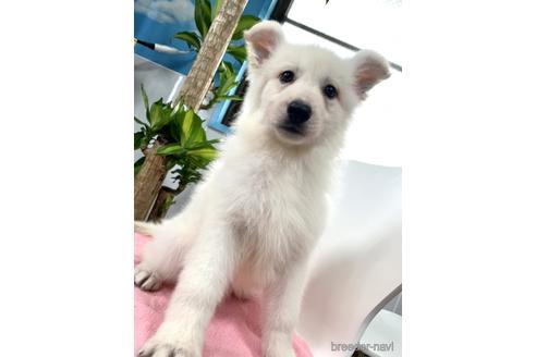 千葉県のホワイトシェパード 女の子 22 02 10生まれ ホワイト 白 子犬id 1762 ブリーダーナビ