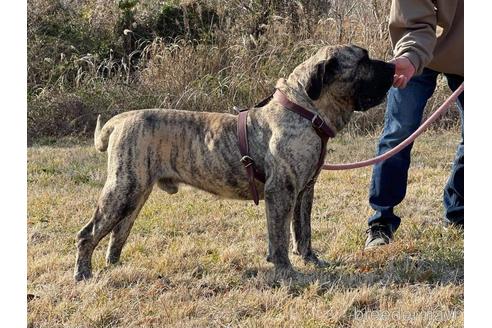 80 ブリンドル犬の名前