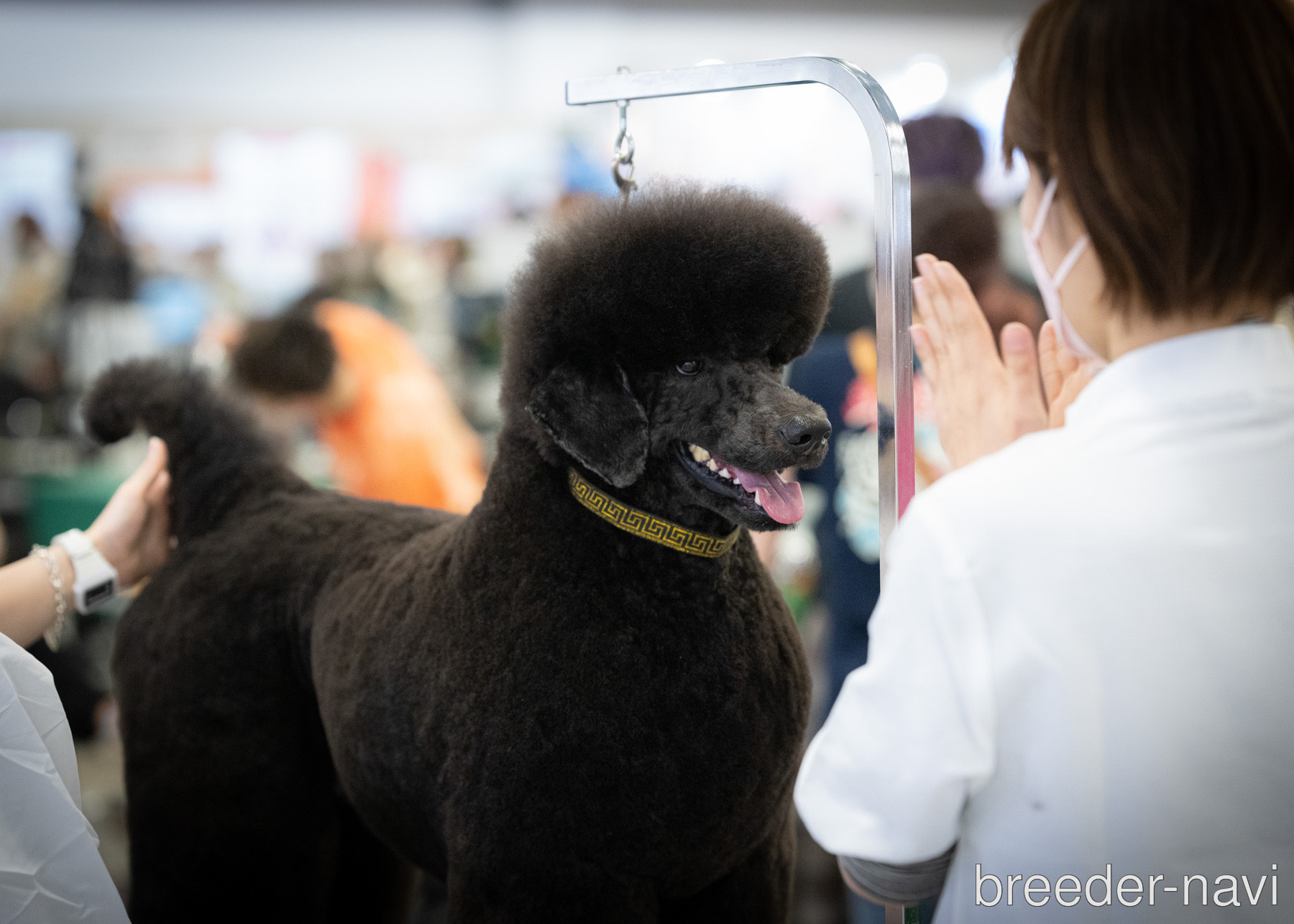 上杉ブリーダー