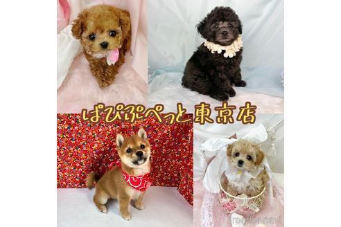 村上幸実 ブリーダープロフィール画像