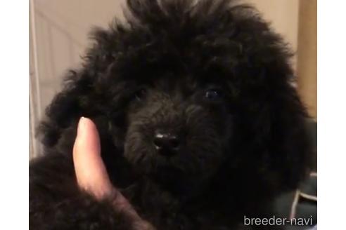 販売中のトイプードルの親犬