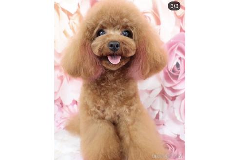 渡邉敏壮 ブリーダープロフィール画像