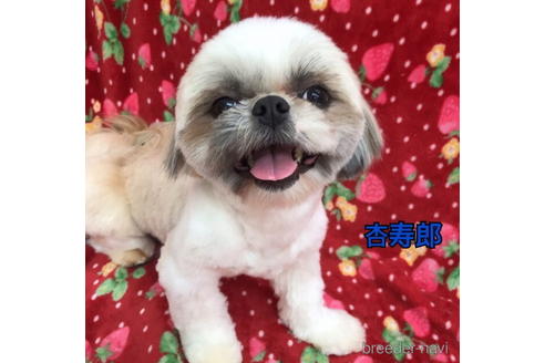 販売中のシーズーの親犬