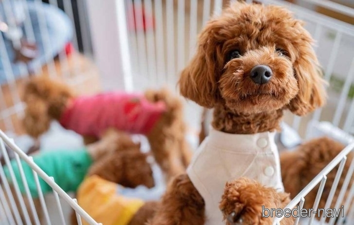 益田ブリーダー