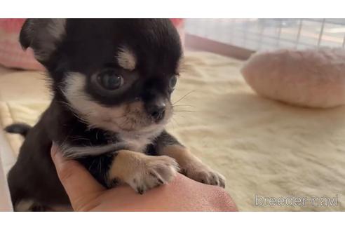 大阪府のチワワ スムースコート 女の子 22 03 10生まれ ブラックタン 子犬id 1771 ブリーダーナビ