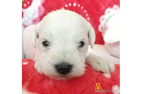 北海道のミニチュアシュナウザー 女の子 22 04 05生まれ 可愛い白シュナ産まれました 子犬id ブリーダーナビ