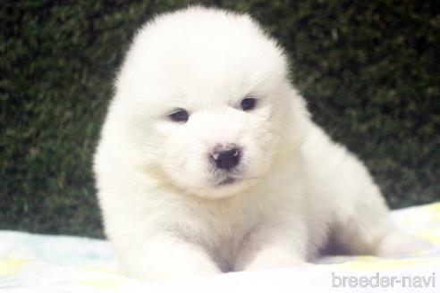 栃木県のサモエド 女の子 22 03 25生まれ ホワイト 白 子犬id ブリーダーナビ