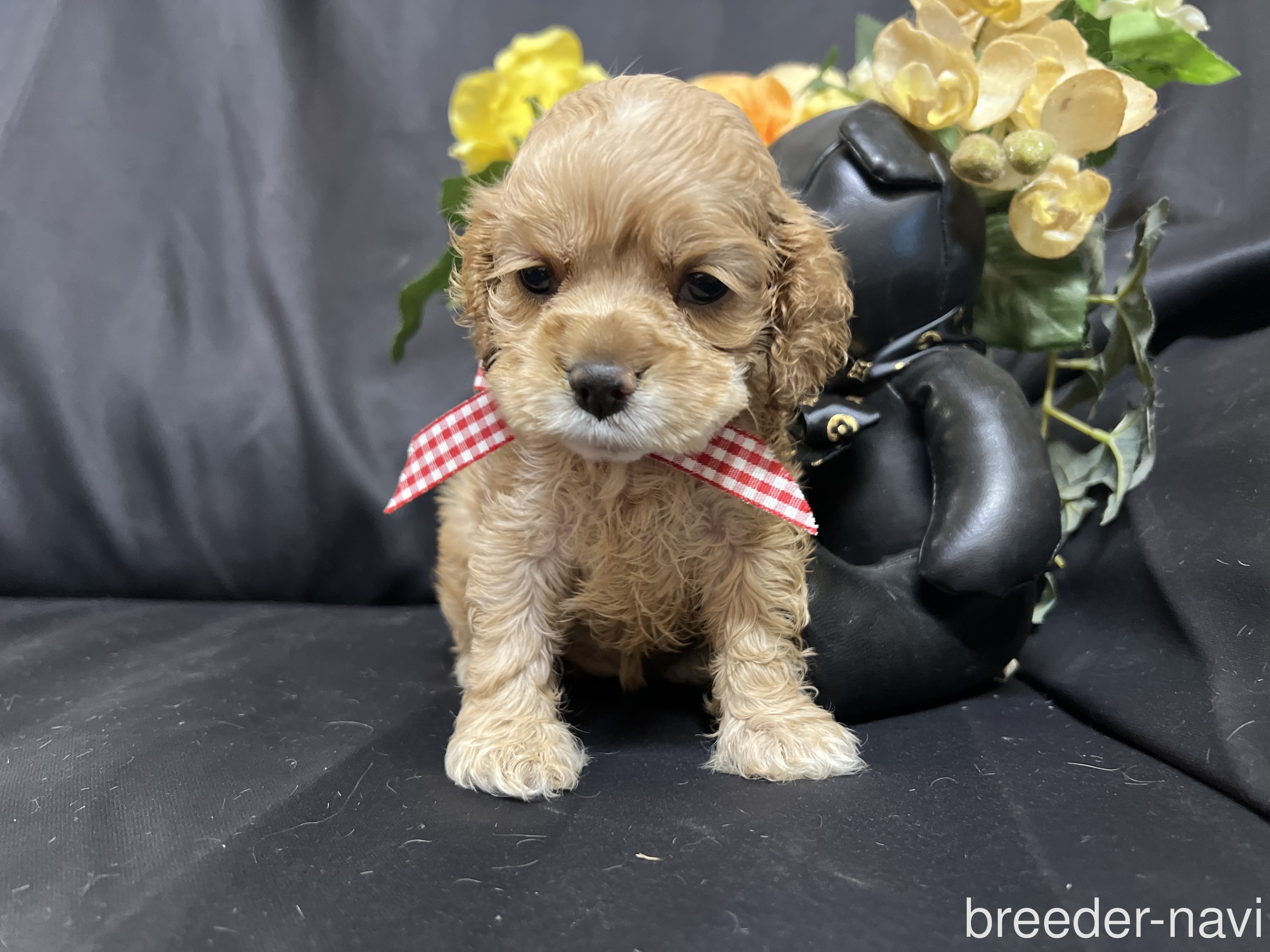 高橋ブリーダー