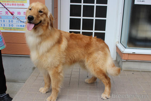 販売中のゴールデンレトリーバーの親犬