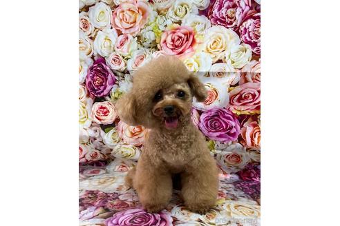 販売中のタイニープードルの親犬