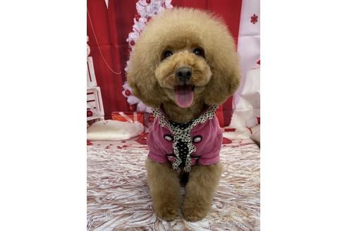 販売中のタイニープードルの親犬