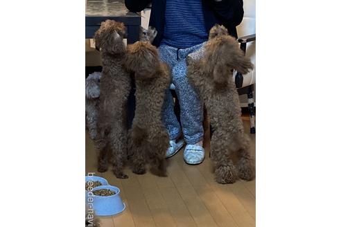 竹内文江ブリーダーの詳細