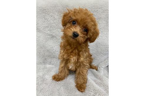 ティーカッププードルの子犬を探す ブリーダーナビ