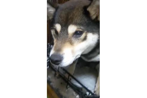 販売中の柴犬の親犬