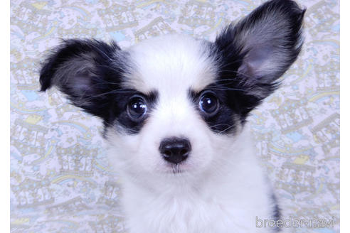 千葉県のミックス犬 女の子 22 03 11生まれ トライカラー 子犬id ブリーダーナビ 千葉県のミックス犬 女の子 22 03 11生まれ トライカラー 子犬id ブリーダーナビ