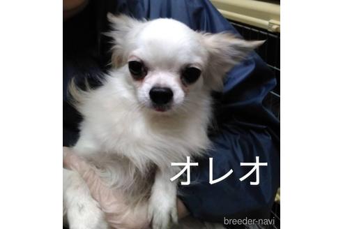 販売中のチワワ(ロングコート)の親犬