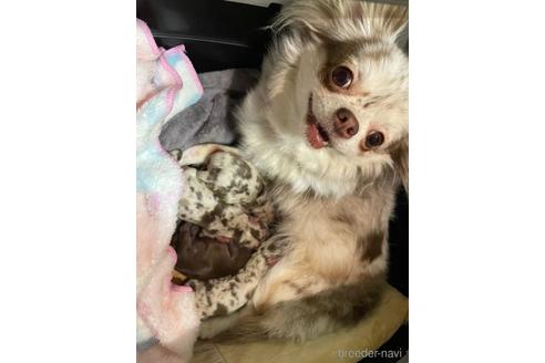 販売中のチワワ(ロングコート)の親犬