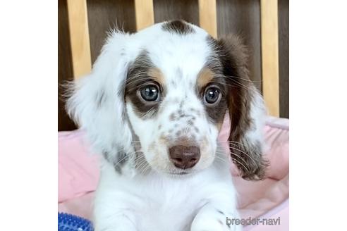 神奈川県のミニチュアダックスフンド ロングヘアード 女の子 22 03 11生まれ チョコタンパイボールド 子犬id 1716 ブリーダーナビ