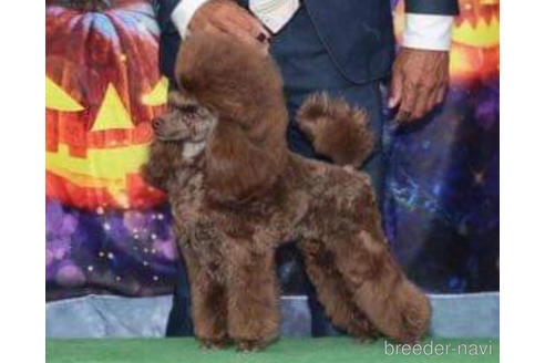 販売中のトイプードルの親犬