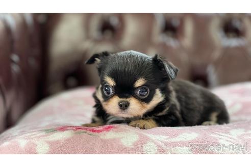 香川県のチワワ ロングコート 女の子 22 03 17生まれ ブラック系 子犬id ブリーダーナビ