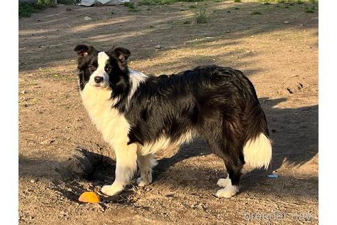 昨年の夏まで約半年使用していました 中型犬ボーダコリーに使用していました Rnbi Lv