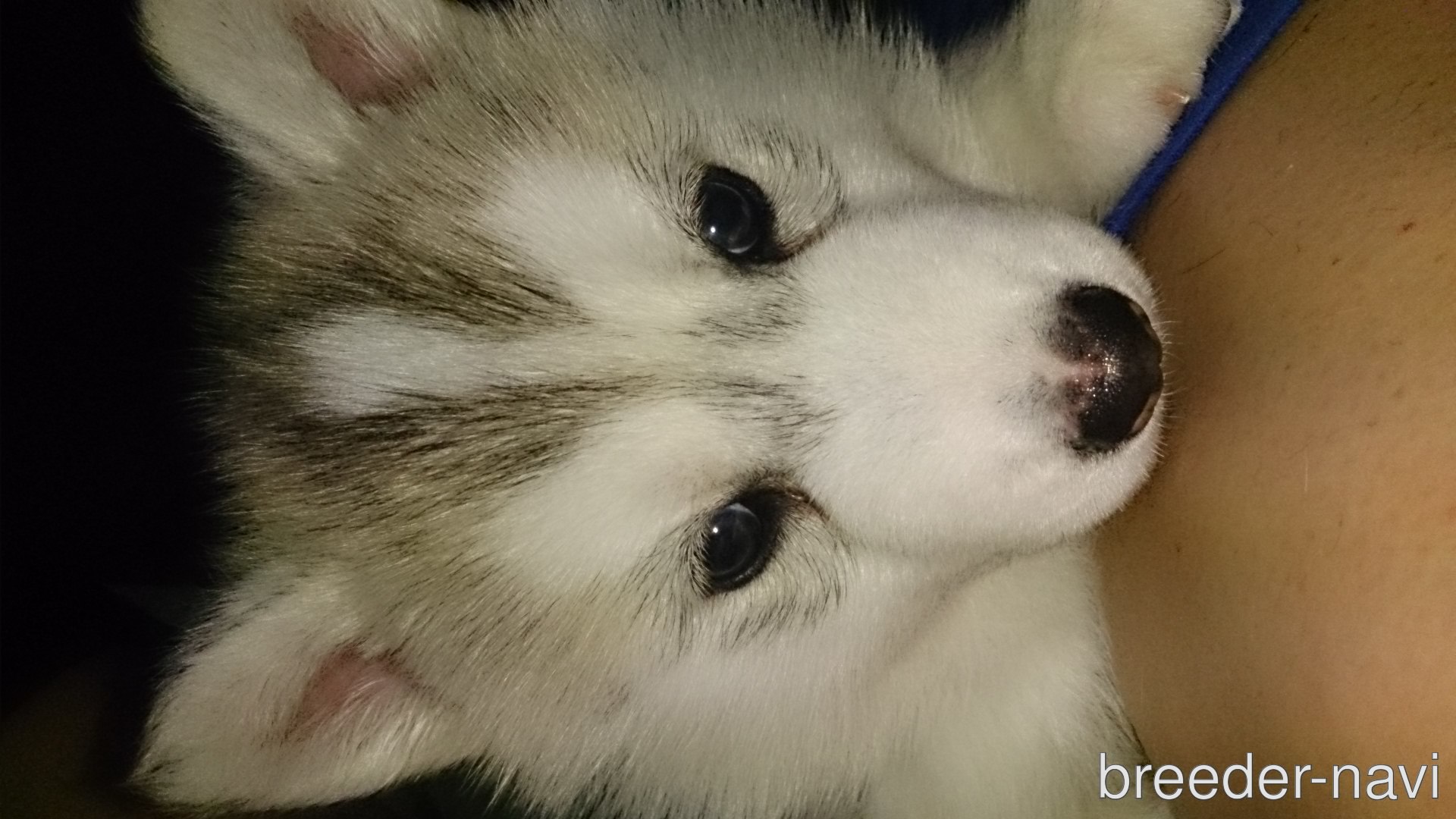 佐々木ブリーダー